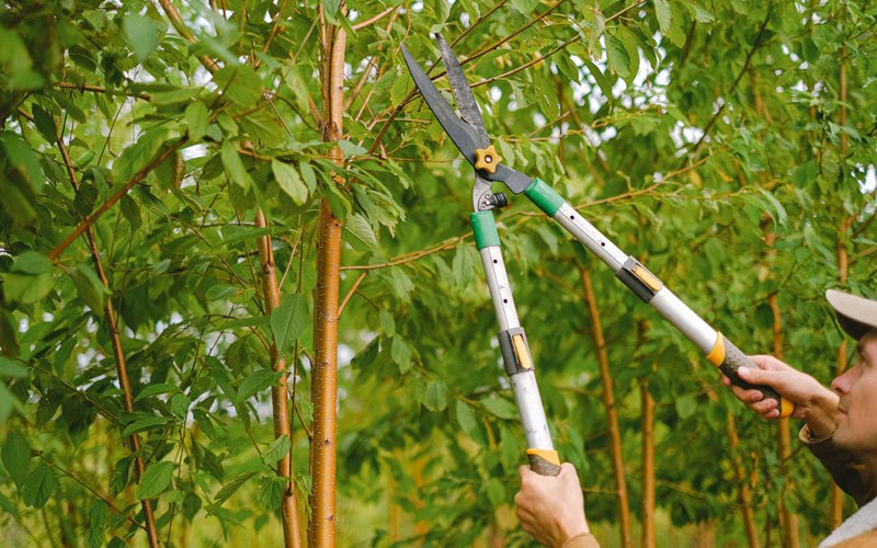 Tree trimming in Selawik, AK